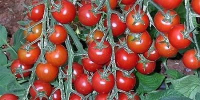 Rusya'dan 'domates kararnamesi' İthalat kotası 500 bin tona çıkıyor