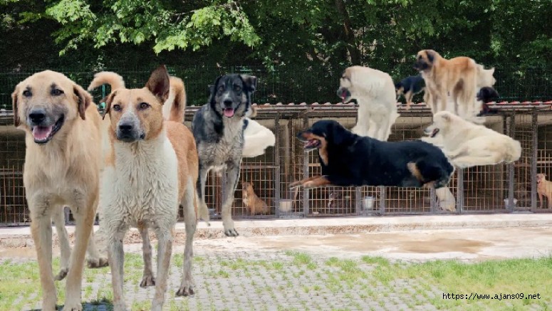 İstanbul Valiliği'nden belediyelere 'Sokak köpeği' ültimatomu