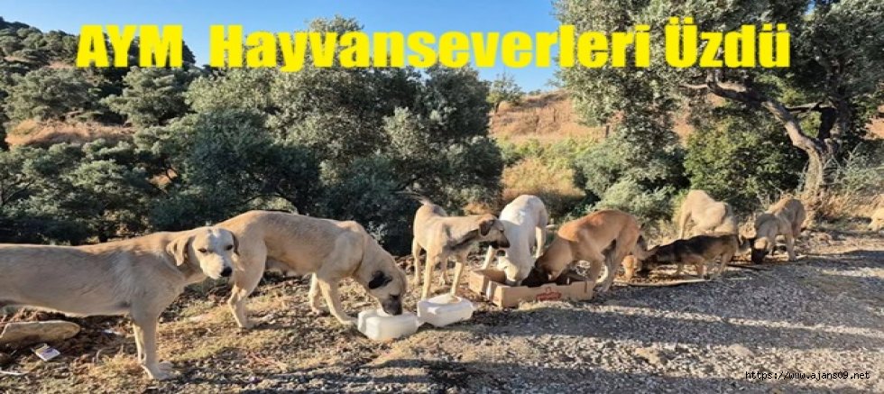AYM'den 'sokak köpeklerine ötanazi' uygulamasının iptaline ret