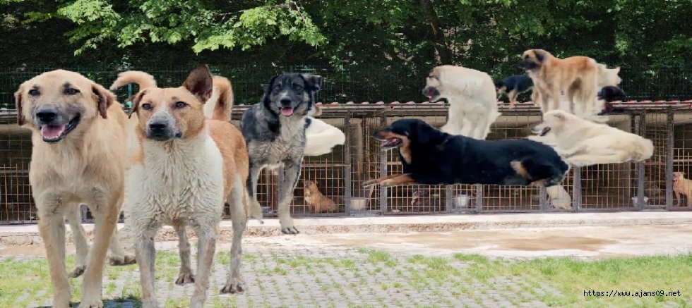 İstanbul Valiliği'nden belediyelere 'Sokak köpeği' ültimatomu