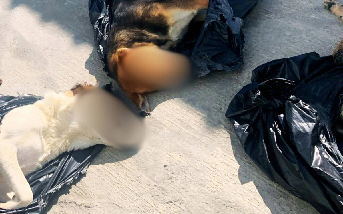 43 köpek ve kedi ilaçla öldürüldü