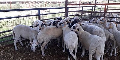 ADÜ Ziraat Kurbanlıklarına Büyük Talep