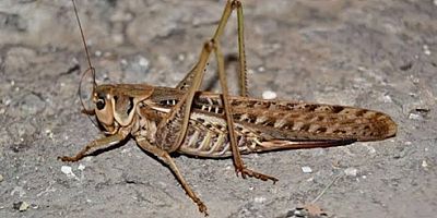 Balkanlardan İstilacı Çekirgeler İstanbula Ulaştı