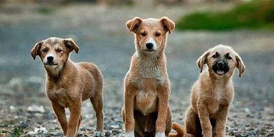 Danıştay’dan 'sokak hayvanları genelgesine' iptal