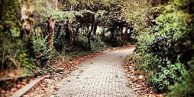 Danıştay Validebağ Korusunun