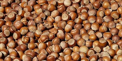 Fındık Alım Fiyatı Belli Oldu