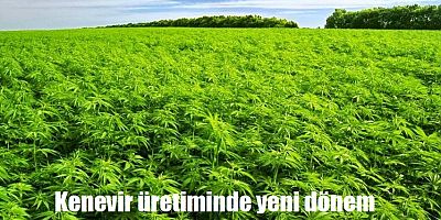 Kenevir ekimine izin