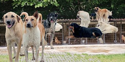 İstanbul Valiliği'nden belediyelere 'Sokak köpeği' ültimatomu