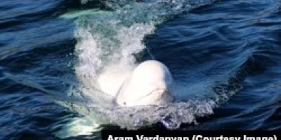 'Rus Casus' Balina Otopsi Yapılacak