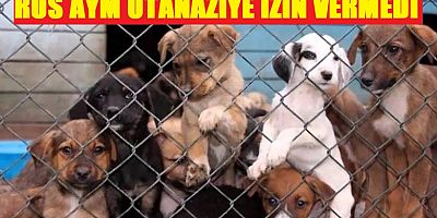 Sokak hayvanları için Rusya'da anayasa mahkemesi kararı