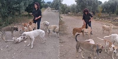 Sokak hayvanlarına yönelik kanun teklifi TBMM'ye Sunuldu...