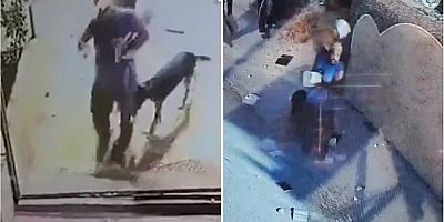 Yahudi Yerleşimciler Köpekle içeri girip Kur’an-ı Kerim’i yırttı