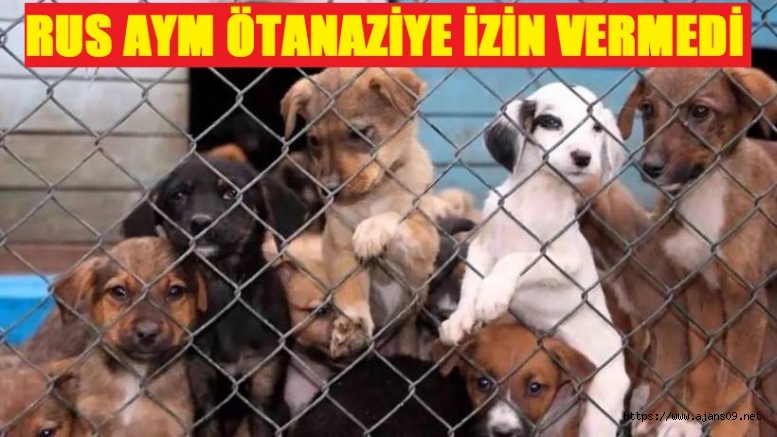 Sokak hayvanları için Rusya'da anayasa mahkemesi kararı